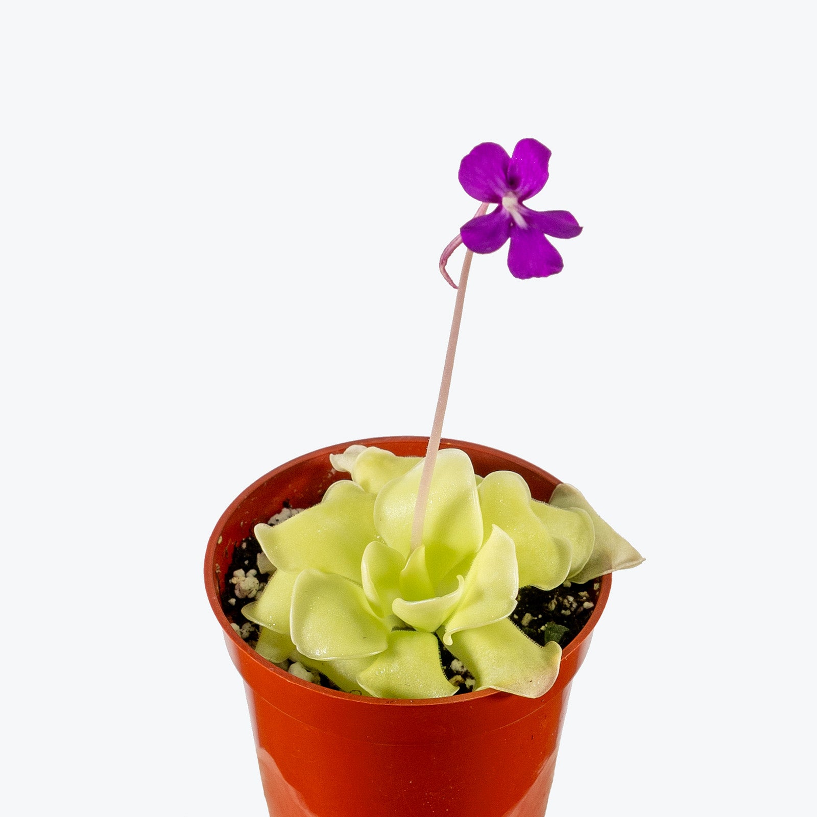 Pinguicula Moranensis | Butterwort | Care Guide and Pro Tips - Delivery from Toronto across Canada - JOMO Studio