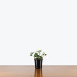 Pittsburgh Ivy — 4" Pot