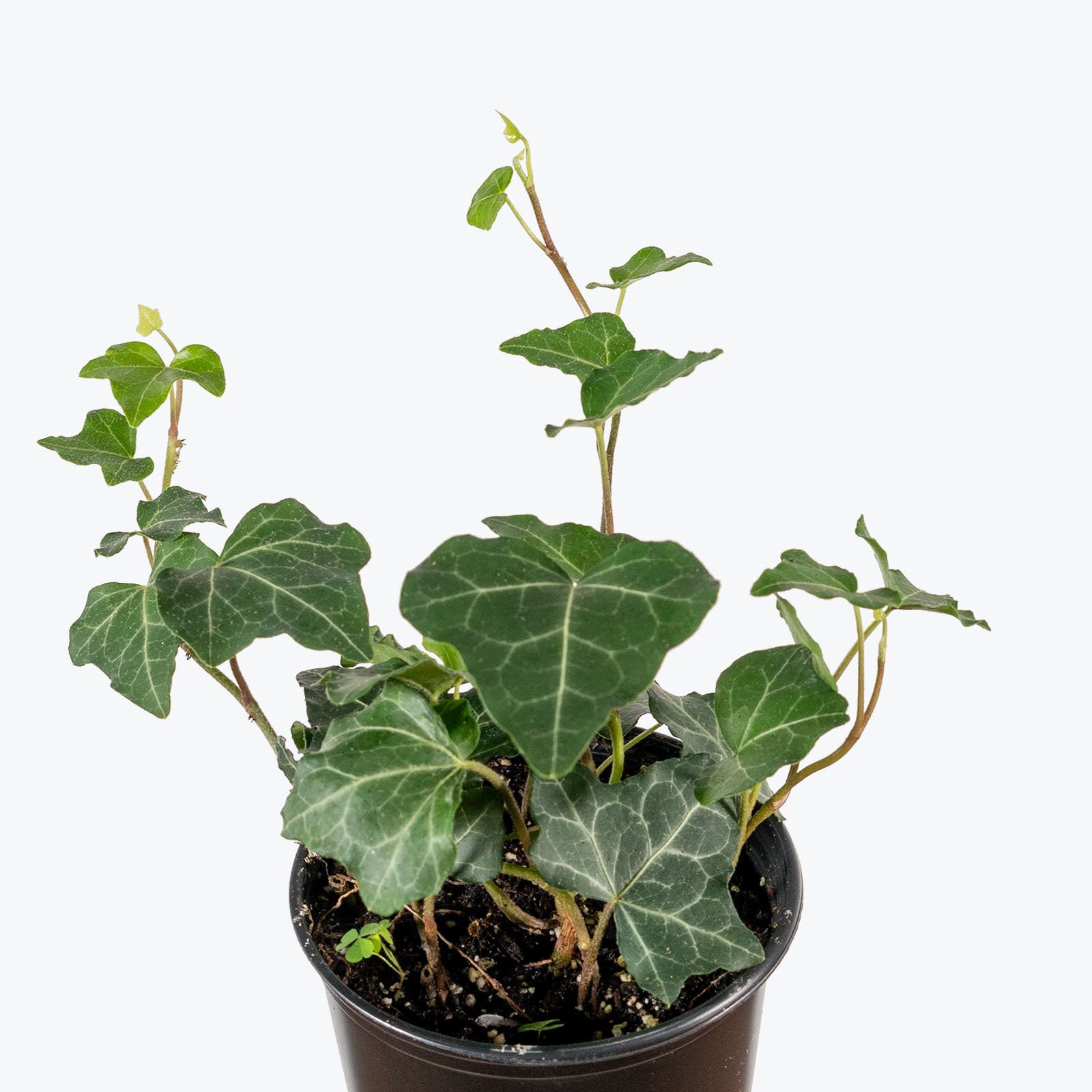 Pittsburgh Ivy | Care Guide and Pro Tips - Delivery from Toronto across Canada - JOMO Studio