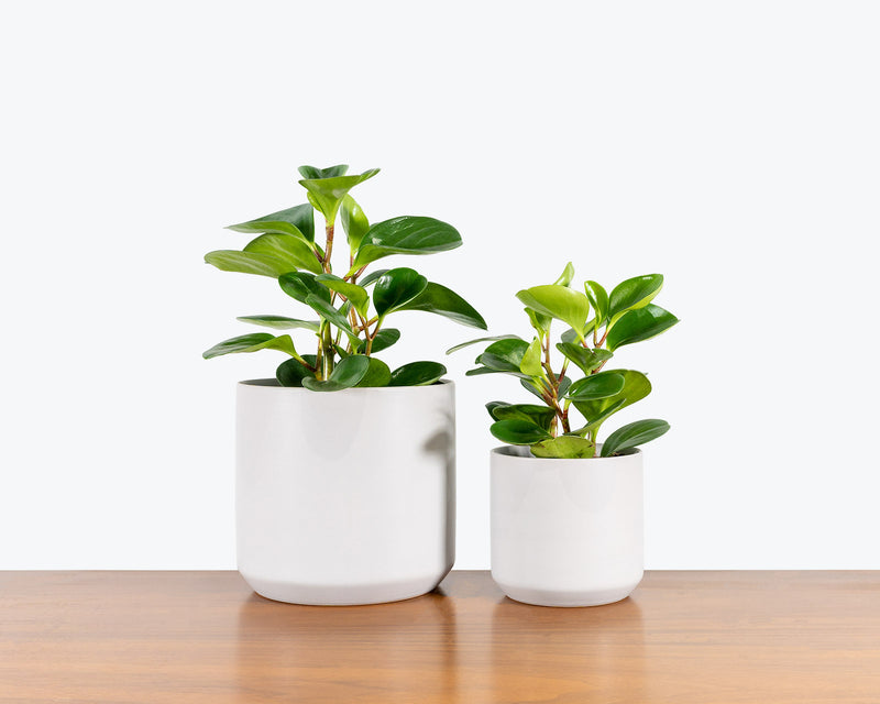 JOMO Studio: House Plants Delivered with Lifetime Support