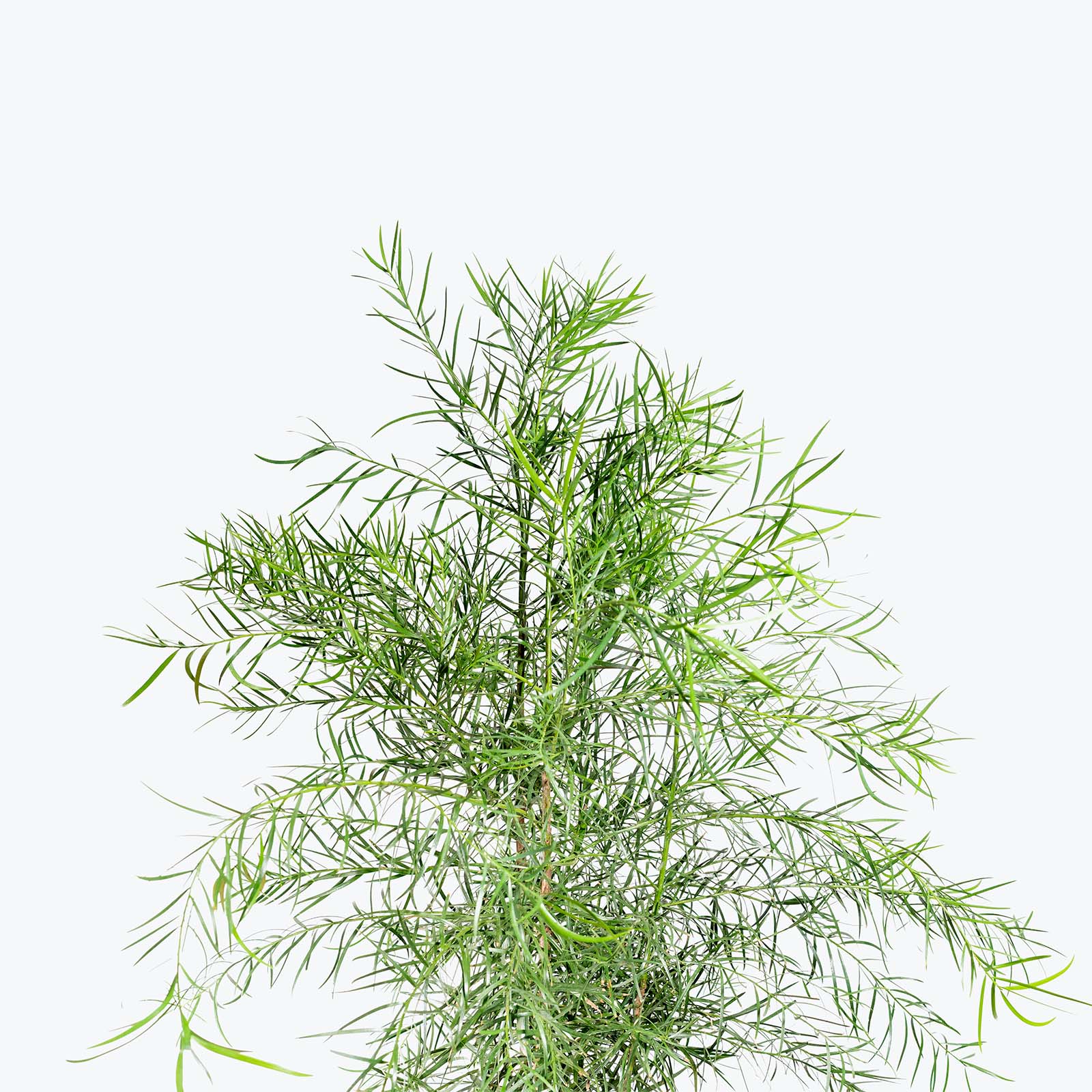 Podocarpus Gracilior | Care Guide and Pro Tips - Delivery from Toronto across Canada - JOMO Studio
