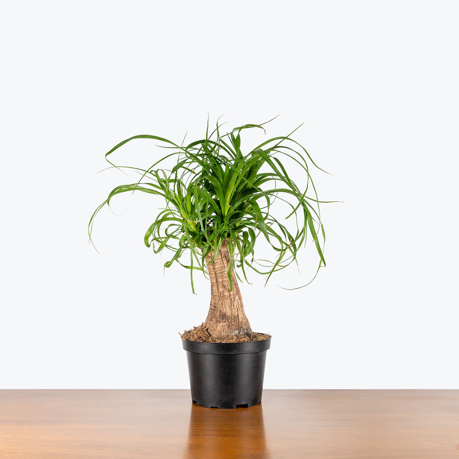 Ponytail Palm | Care Guide and Pro Tips - Delivery from Toronto across Canada - JOMO Studio