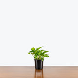 Pothos Global Green — 4" Pot (not trailing)