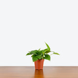 Pothos Jade — 4" Pot (not trailing)