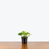Pothos Lemon Meringue — 4” Pot