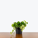 Pothos Lemon Meringue — 6” Pot (not trailing)