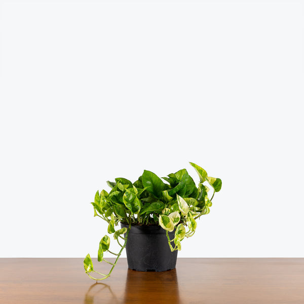 meringue pothos Pothos Lemon Meringue | Care Guide and Pro Tips - Delivery from Toronto across Canada