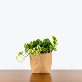 Pothos Lemon Meringue - House Plants Delivery Toronto - JOMO Studio