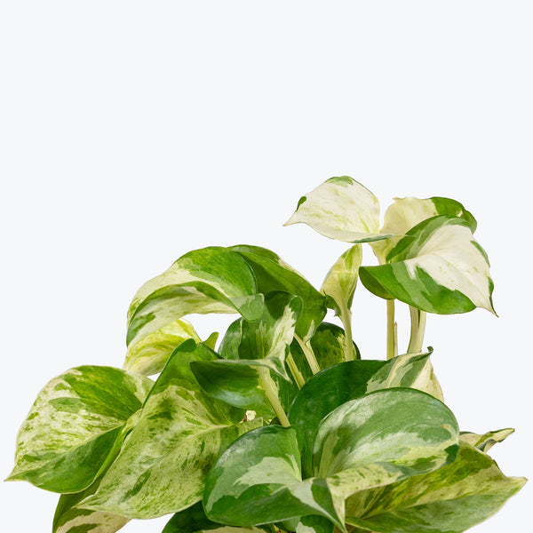 Pothos Manjula - House Plants Delivery Toronto - JOMO Studio