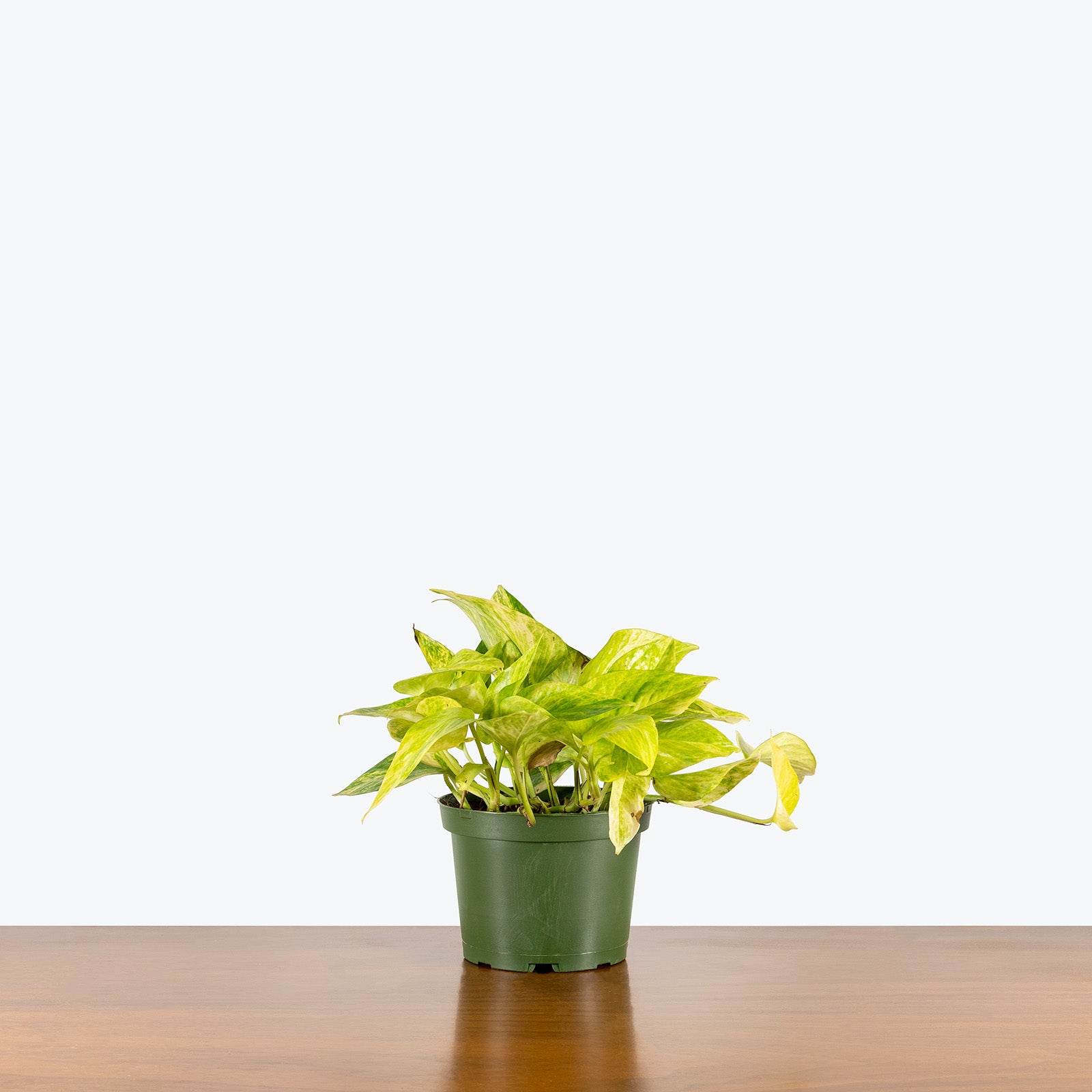 Pothos Neon Queen | Care Guide and Pro Tips - Delivery from Toronto across Canada - JOMO Studio