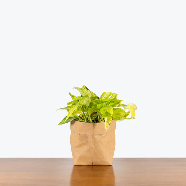 leopard goddess pothos Pothos Neon Queen | Care Guide and Pro Tips - Delivery from Toronto across Canada