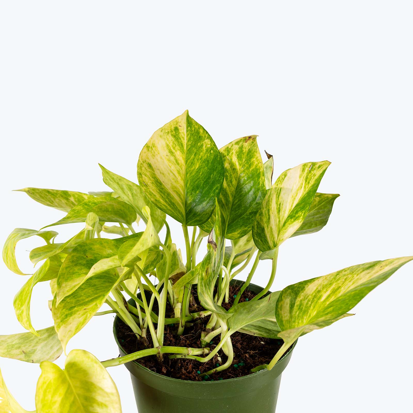 Pothos Neon Queen | Care Guide and Pro Tips - Delivery from Toronto across Canada - JOMO Studio