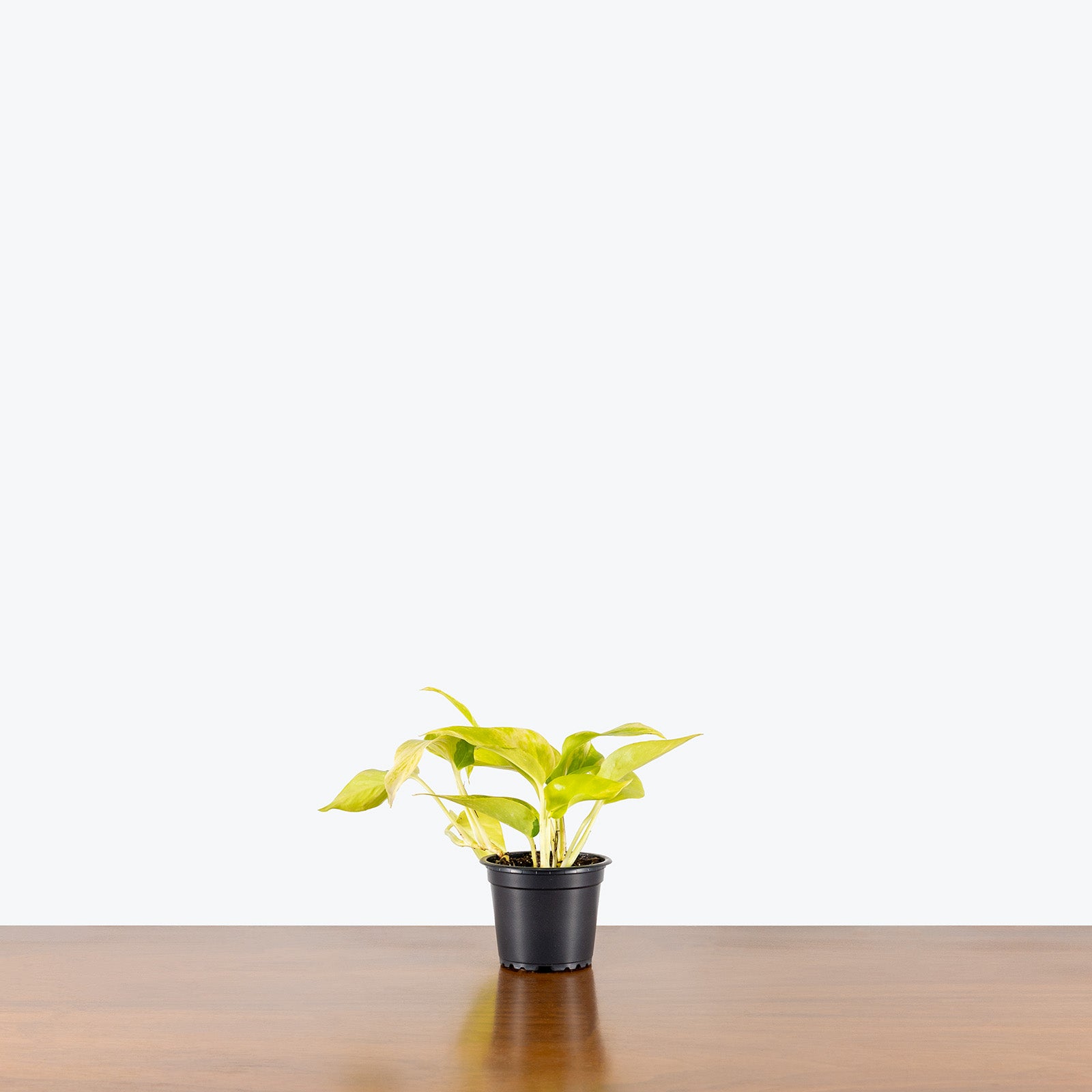 Pothos Teruno Kaguya Lemon | Care Guide and Pro Tips - Delivery from Toronto across Canada - JOMO Studio