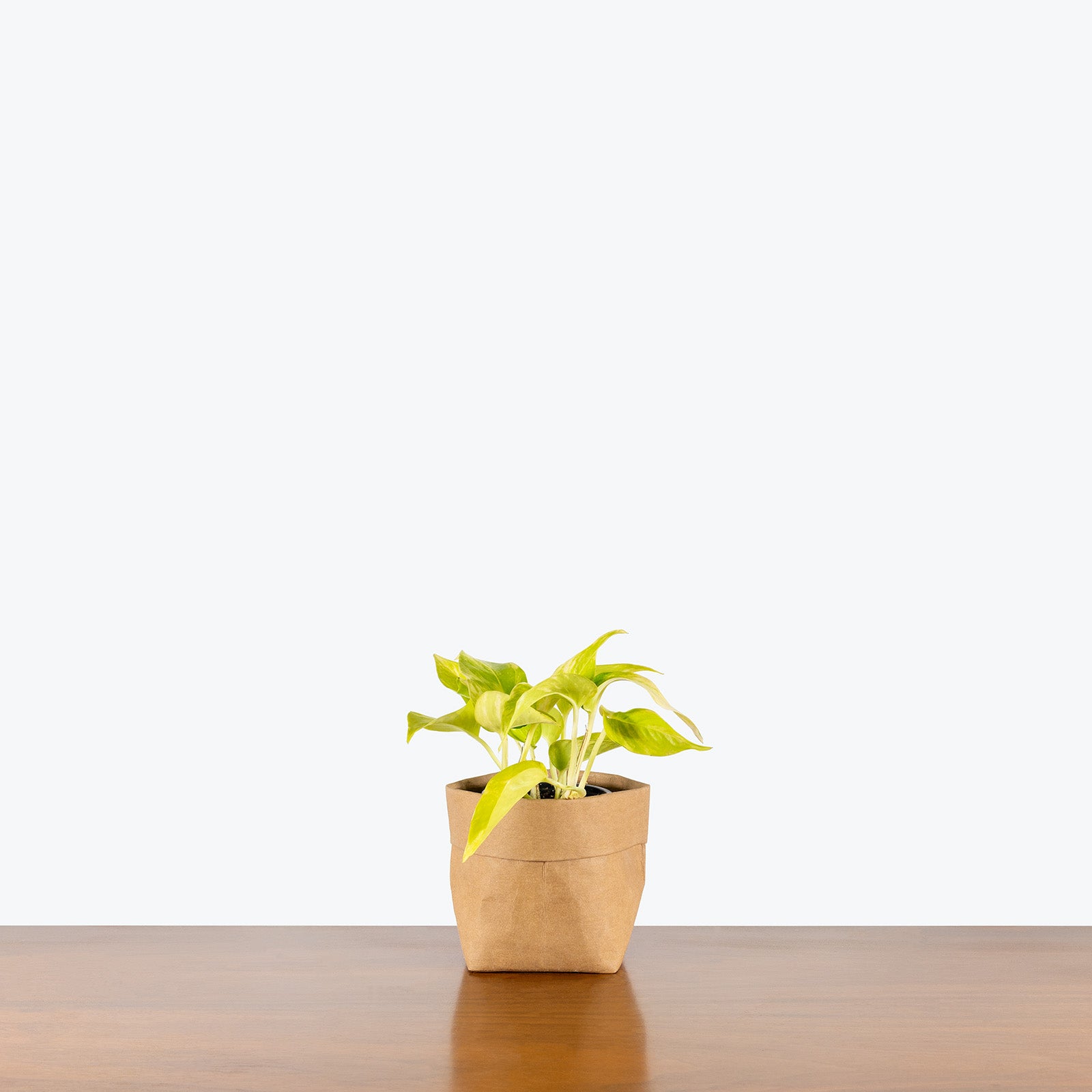 Pothos Teruno Kaguya Lemon | Care Guide and Pro Tips - Delivery from Toronto across Canada - JOMO Studio