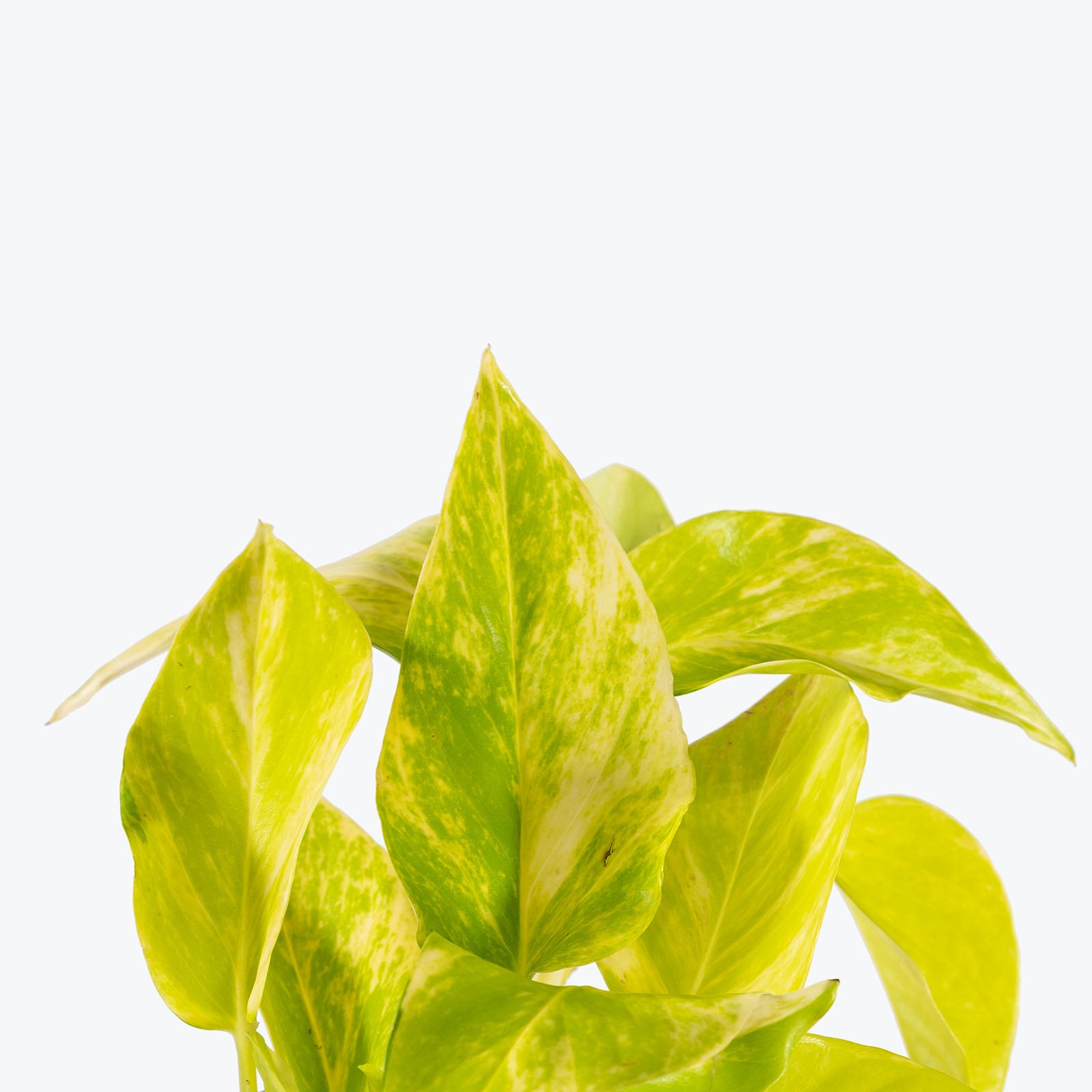 Pothos Teruno Kaguya Lemon | Care Guide and Pro Tips - Delivery from Toronto across Canada - JOMO Studio