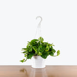 Pothos Lemon Meringue — 8" Hanging Basket (not trailing)