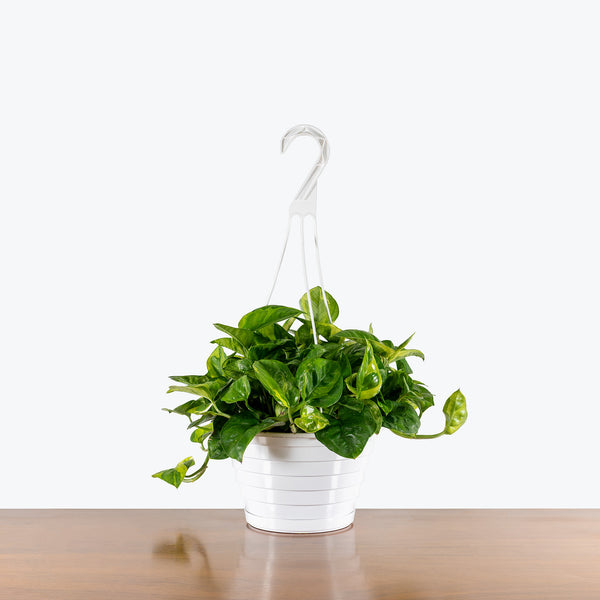 pothos meringue Pothos Lemon Meringue | Care Guide and Pro Tips - Delivery from Toronto  across Canada