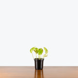 Pothos Neon Queen — 4" Pot