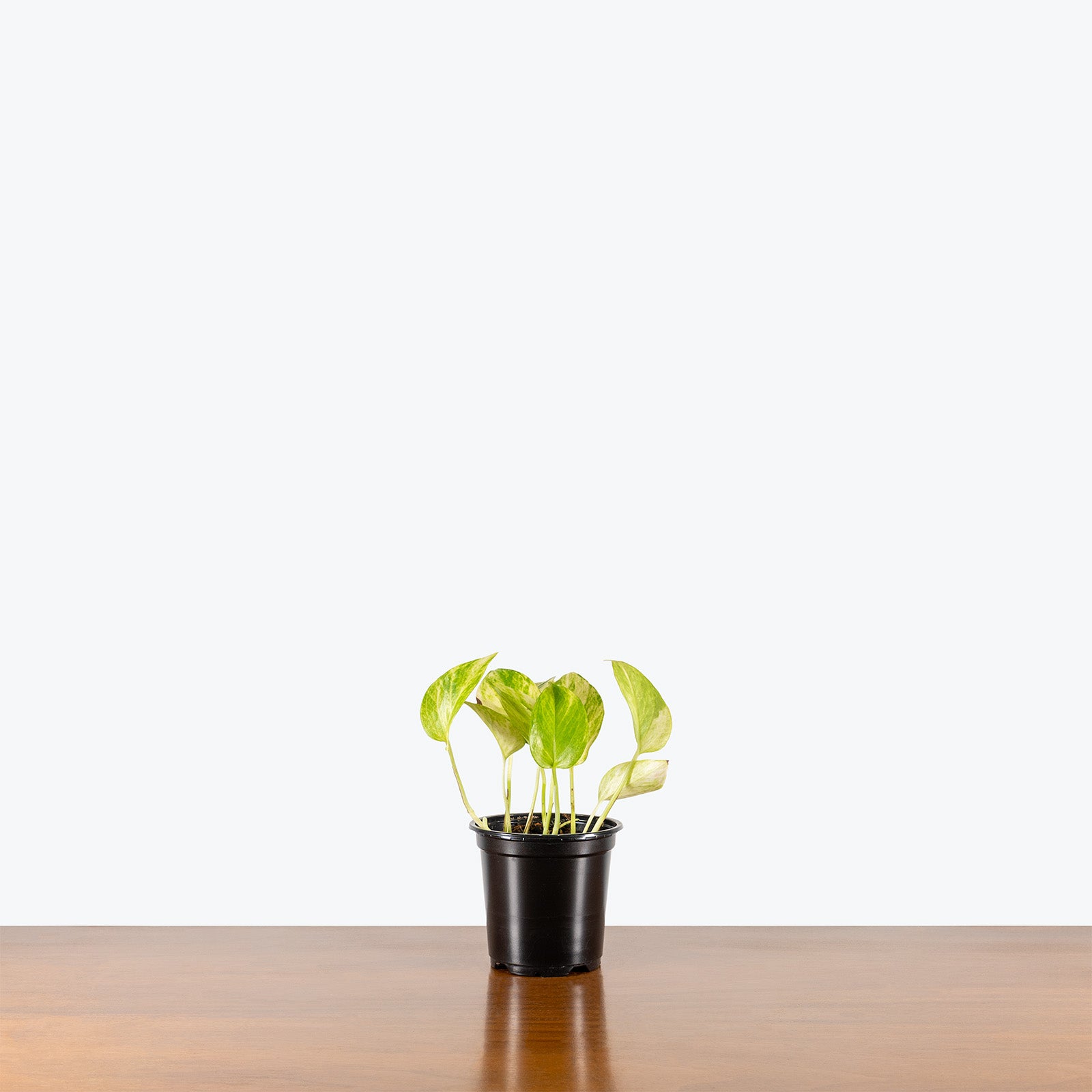 Pothos Neon Queen | Care Guide and Pro Tips - Delivery from Toronto across Canada - JOMO Studio
