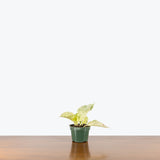 Pothos Snow Queen — 4" Pot