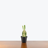 Prickly Pear Cactus Variegated — 4" Pot
