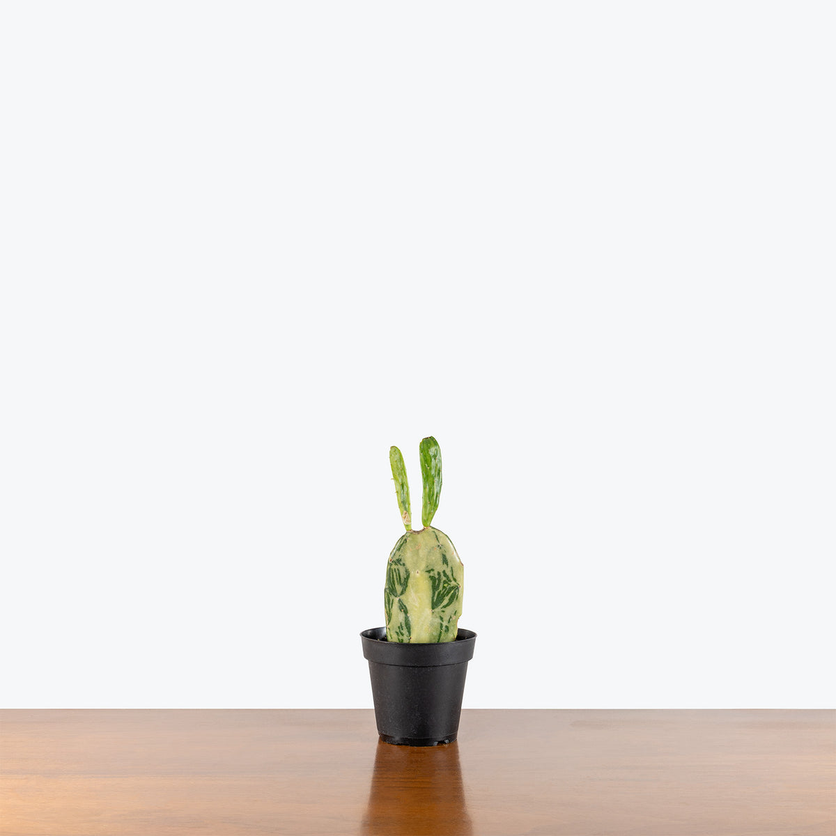 Prickly Pear Cactus Variegated | Opuntia Sunburst | Care Guide and Pro Tips - Delivery from Toronto across Canada - JOMO Studio