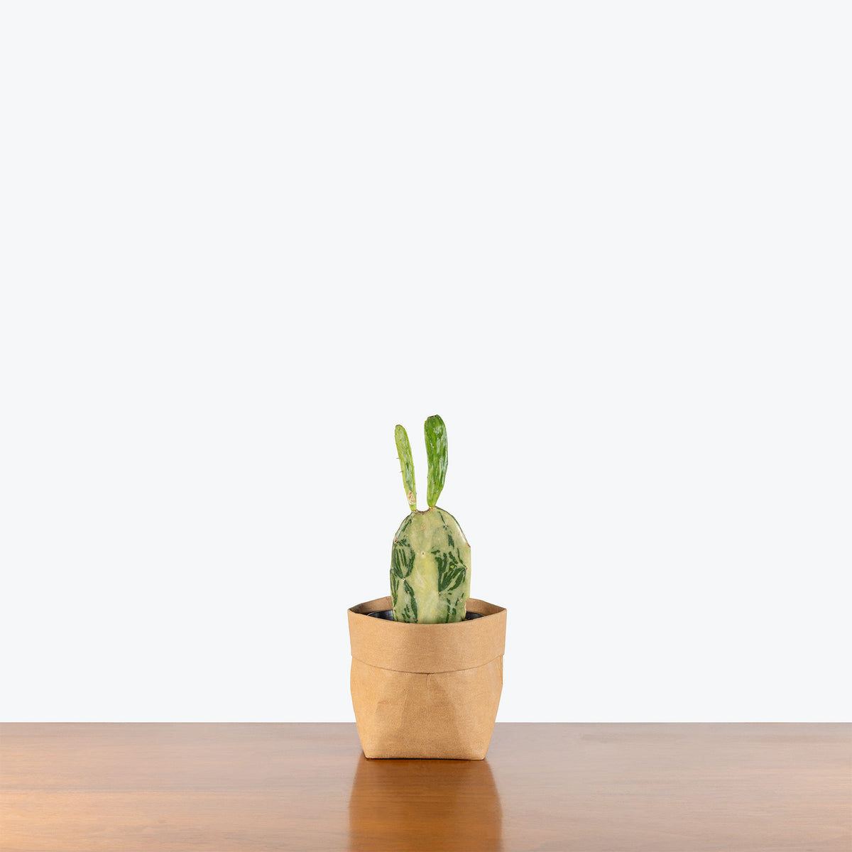 Prickly Pear Cactus Variegated | Opuntia Sunburst | Care Guide and Pro Tips - Delivery from Toronto across Canada - JOMO Studio