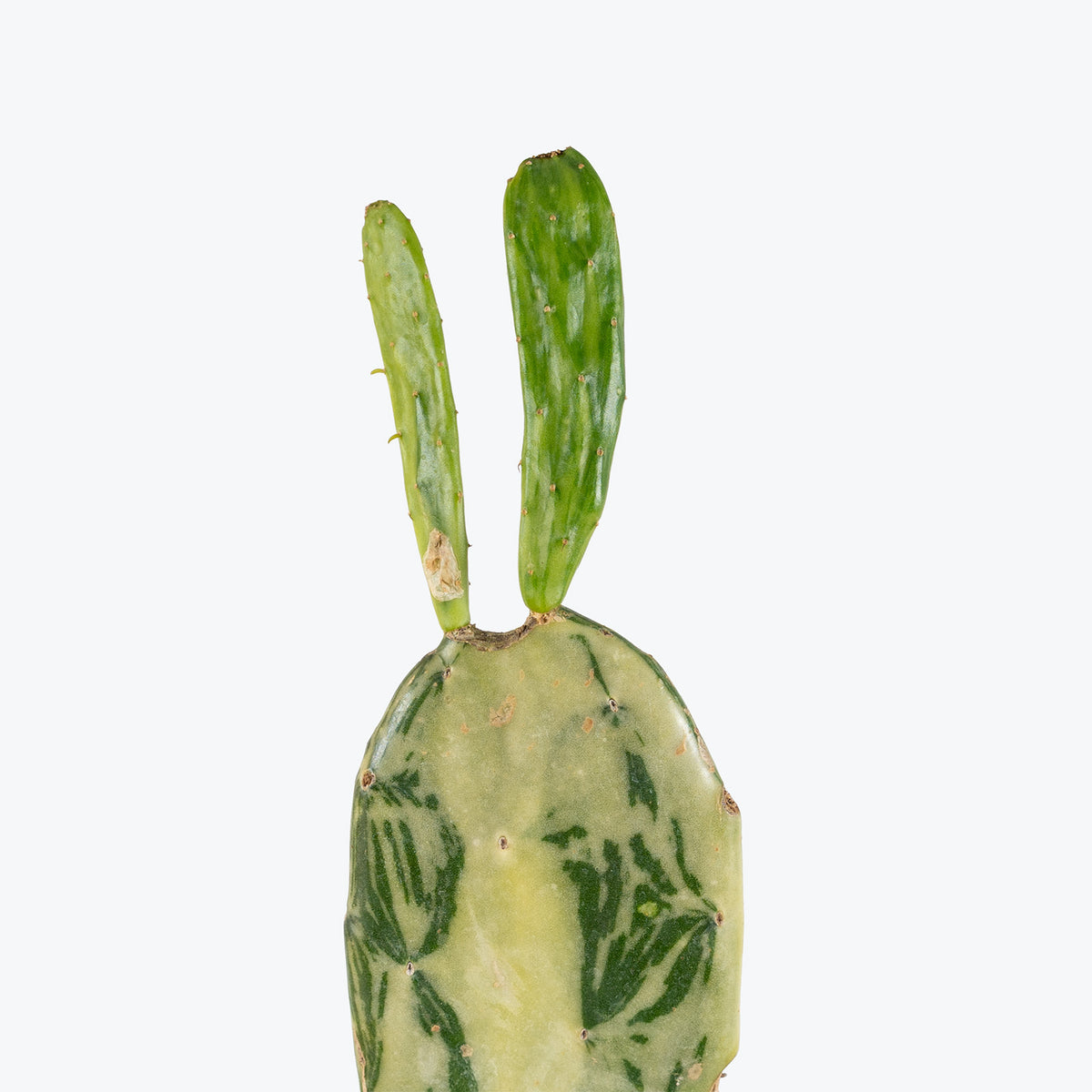 Prickly Pear Cactus Variegated | Opuntia Sunburst | Care Guide and Pro Tips - Delivery from Toronto across Canada - JOMO Studio