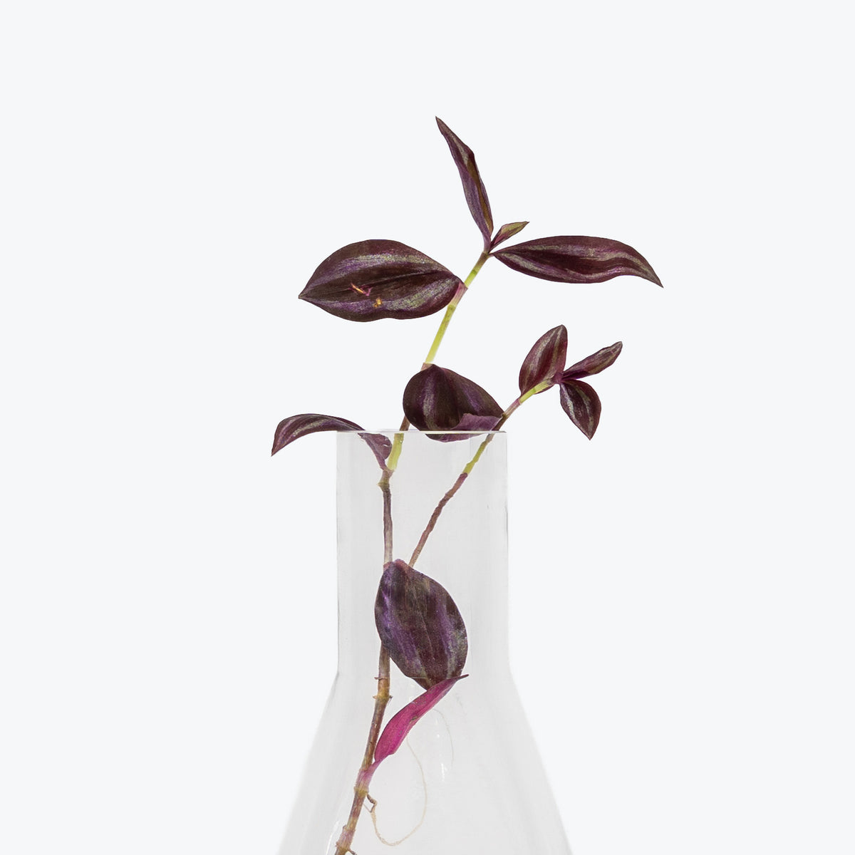 Prism Propagation Vase - House Plants Delivery Toronto - JOMO Studio
