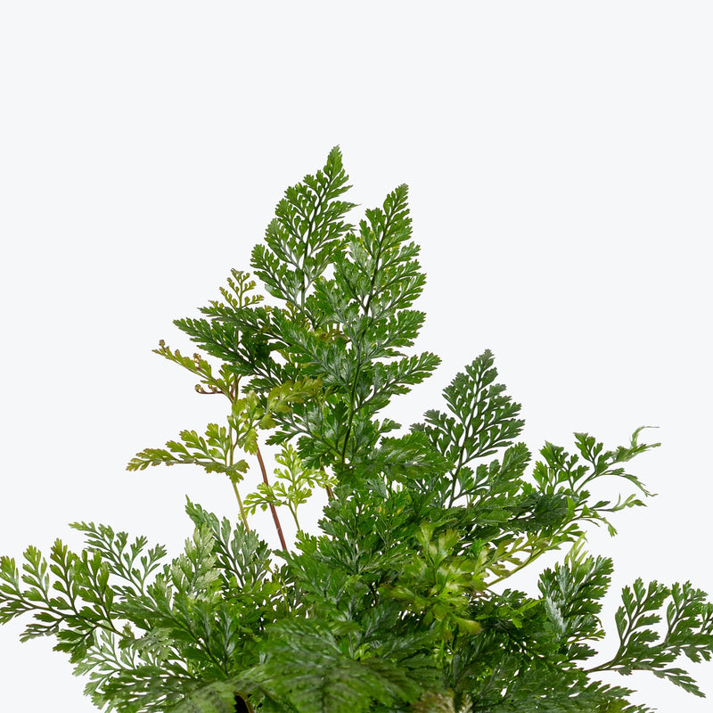 Rabbit's Foot Fern | Care Guide and Pro Tips - Delivery from Toronto across Canada - JOMO Studio