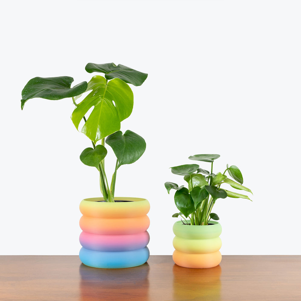 Rainbow Planter Pride Collection 3D Printed Planter Toronto's