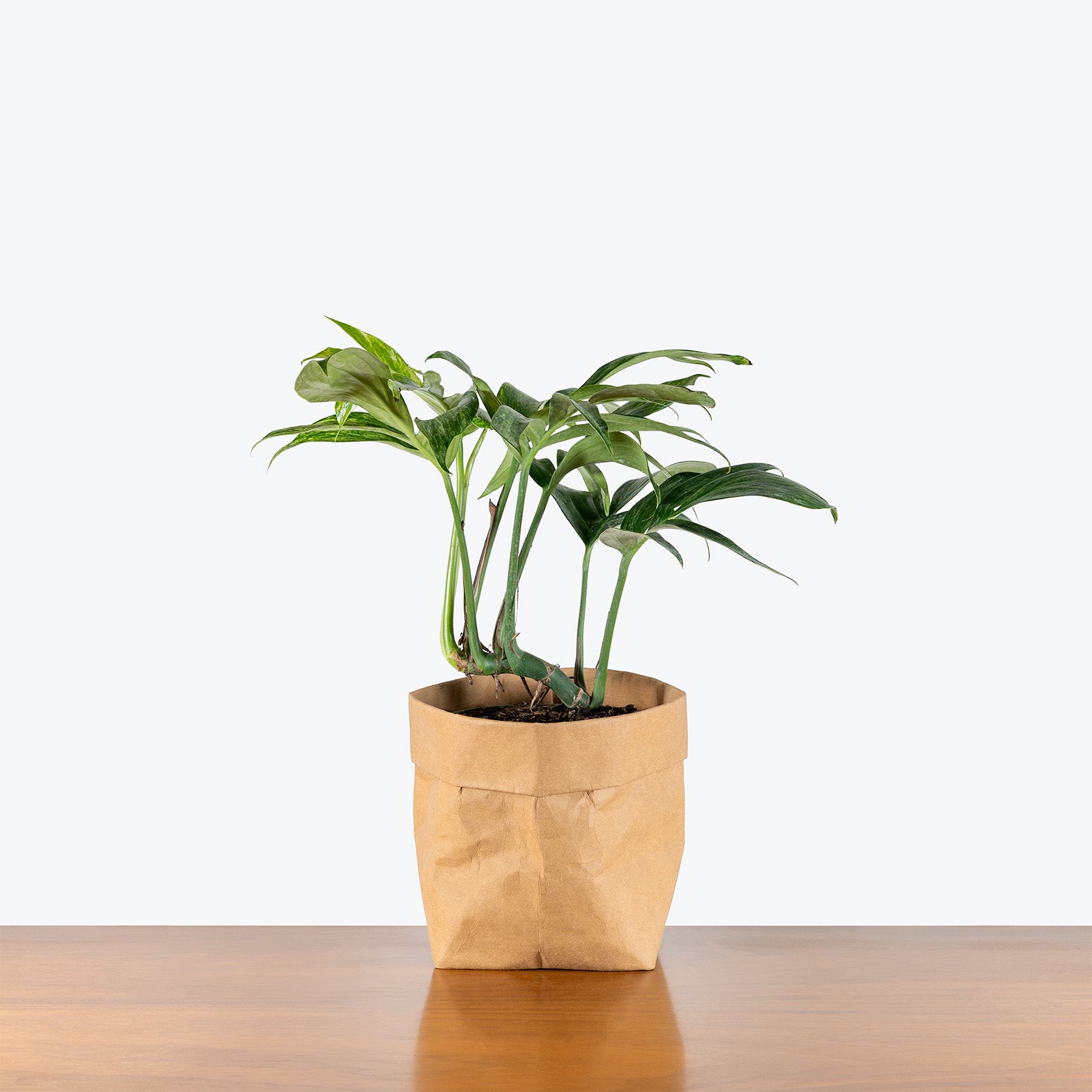 Rhaphidophora Decursiva Variegated | Care Guide and Pro Tips - Delivery from Toronto across Canada - JOMO Studio