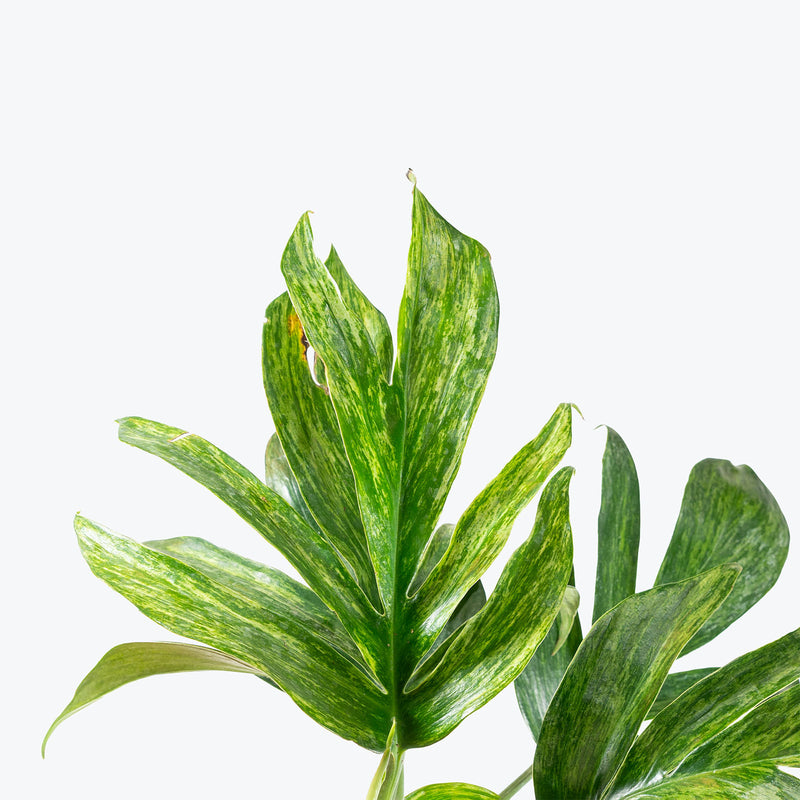 Rhaphidophora Decursiva Variegated | Care Guide and Pro Tips - Delivery from Toronto across Canada - JOMO Studio