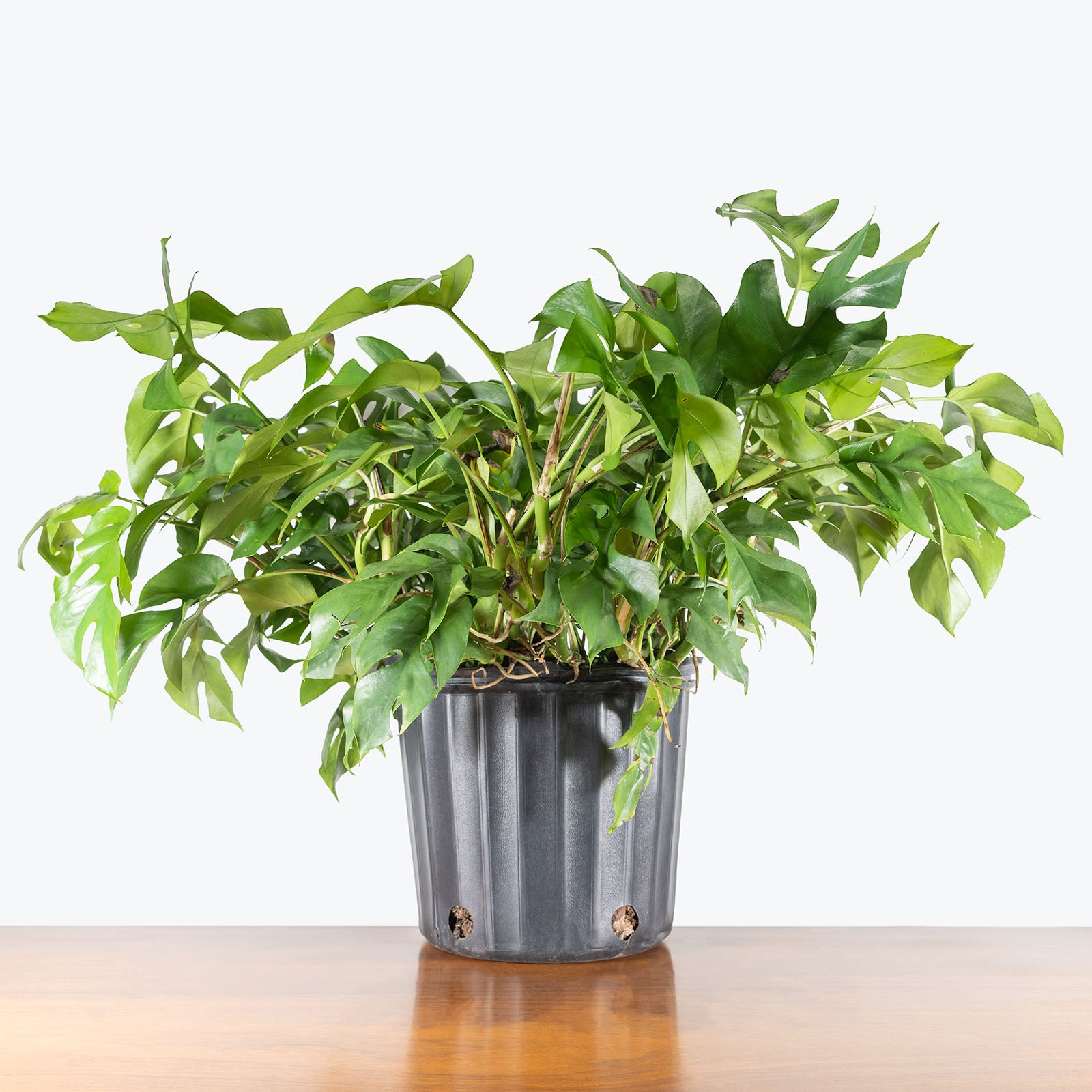 Rhaphidophora Tetrasperma | Care Guide and Pro Tips - Delivery from Toronto across Canada - JOMO Studio