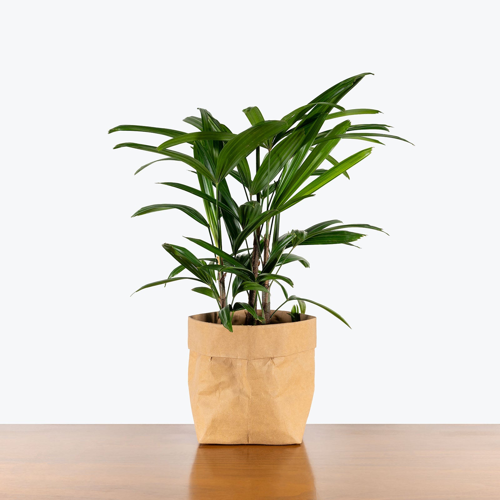 Rhapis Lady Palm | Care Guide and Pro Tips - Delivery from Toronto across Canada - JOMO Studio