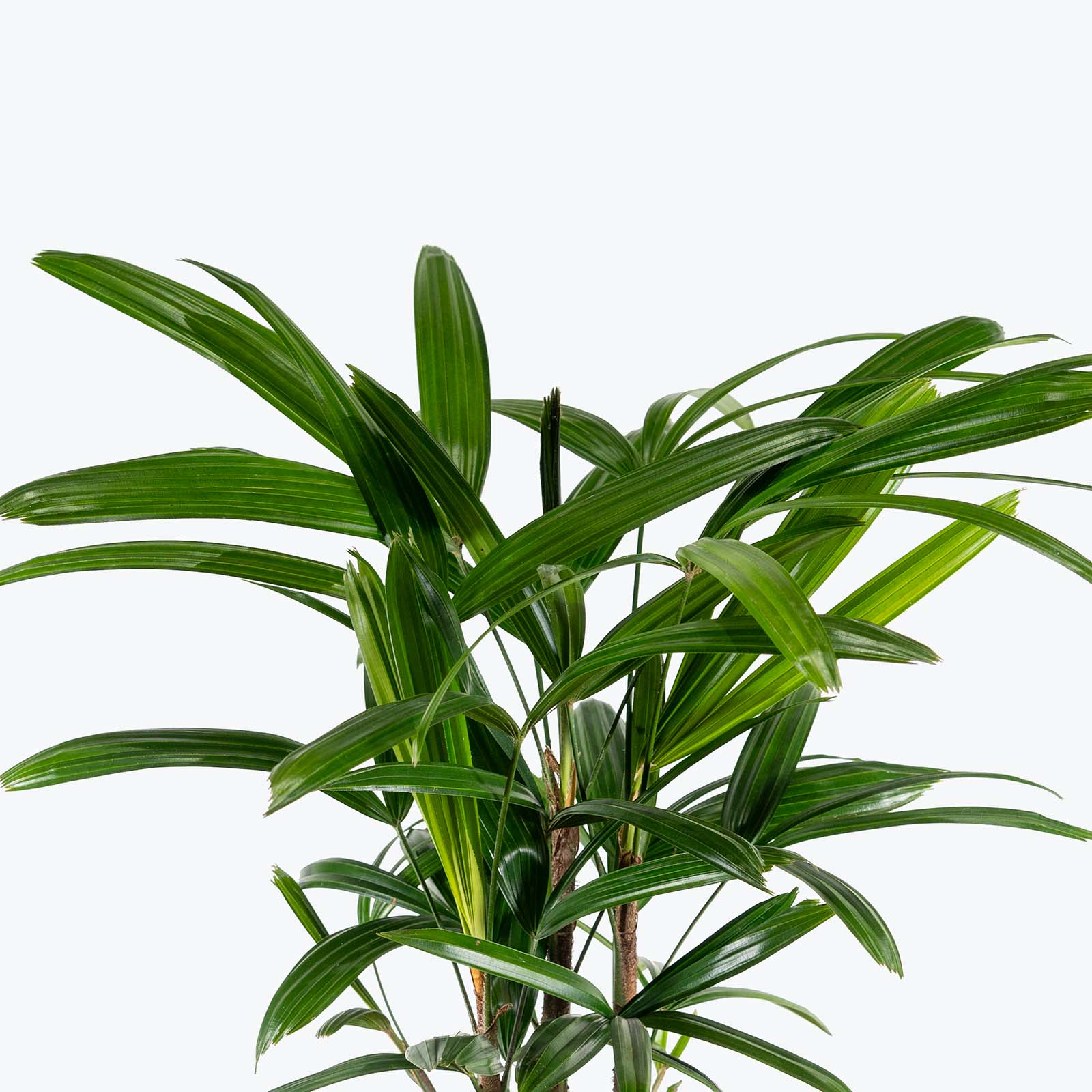 Rhapis Lady Palm | Care Guide and Pro Tips - Delivery from Toronto across Canada - JOMO Studio