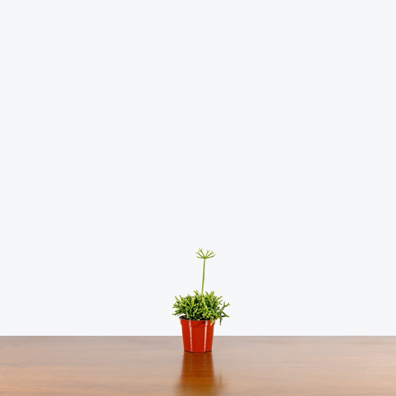 Rhipsalis Cereuscula - House Plants Delivery Toronto - JOMO Studio