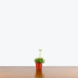 Rhipsalis Cereuscula — 2.5" Pot