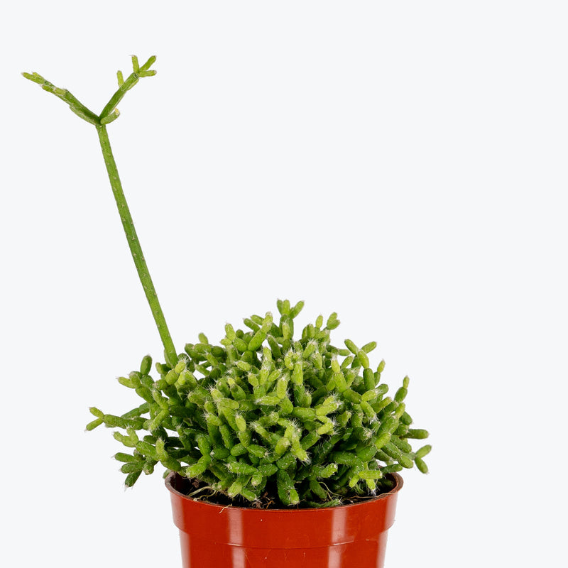 Rhipsalis Cereuscula - House Plants Delivery Toronto - JOMO Studio