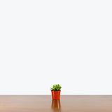 Rhipsalis Hatiora — 2.5" Pot