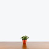 Rhipsalis Pilocarpa — 2.5" Pot