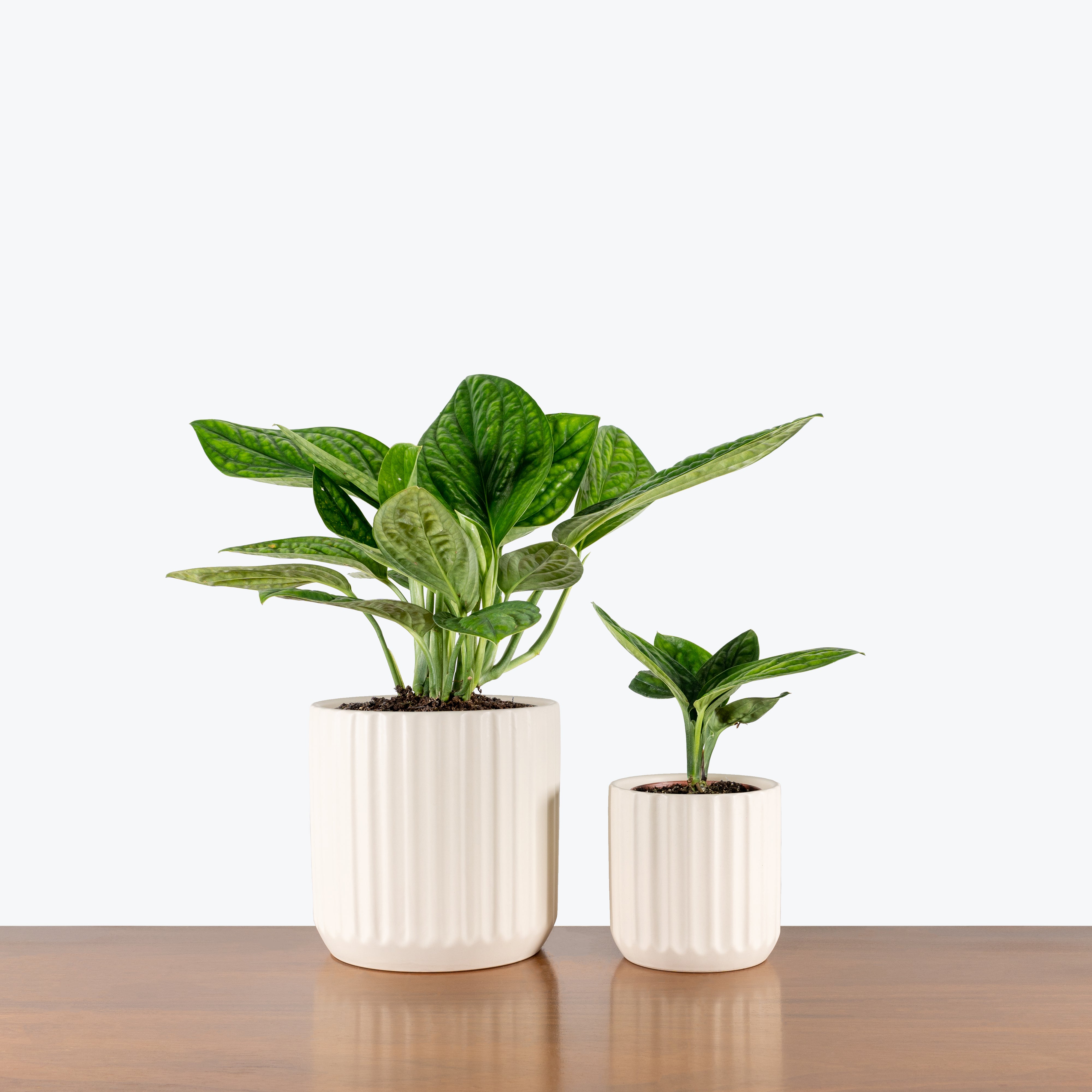 Ribbed Ceramic Planter - House Plants Delivery Toronto - JOMO Studio #color_matte white