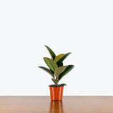 Rubber Plant Sophia — 4" Pot