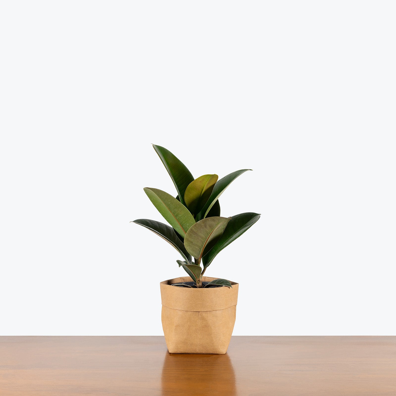 Rubber Plant Sophia | Care Guide and Pro Tips - JOMO Studio