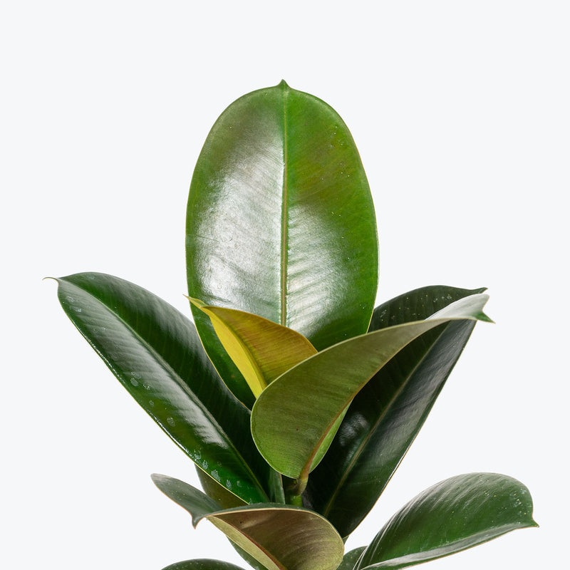 Rubber Plant Sophia | Care Guide and Pro Tips - JOMO Studio