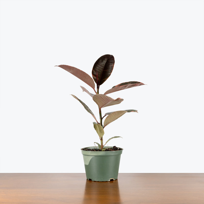 Rubber Ruby Red - House Plants Delivery Toronto - JOMO Studio
