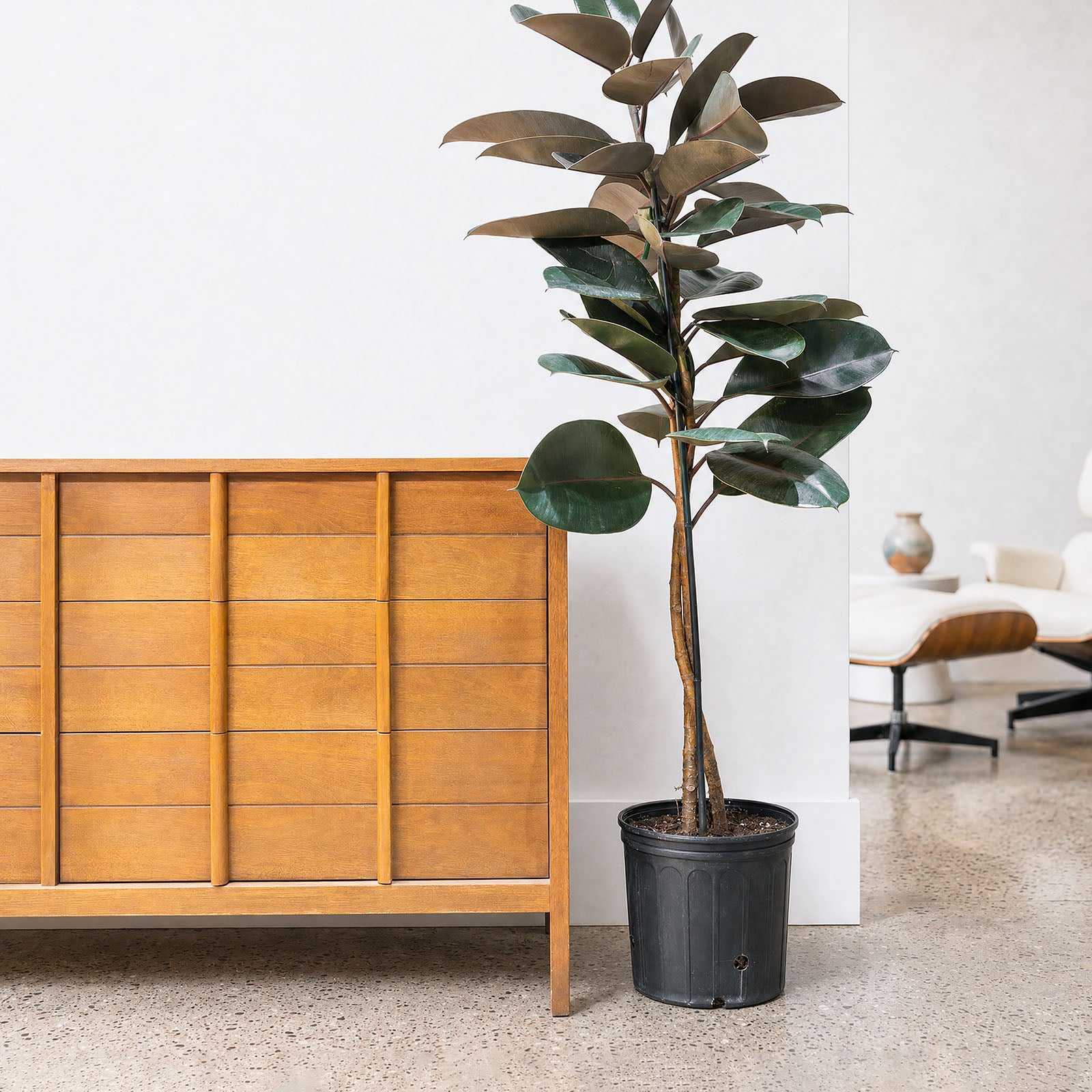 Rubber Plant | Care Guide and Pro Tips - Delivery from Toronto across Canada - JOMO Studio