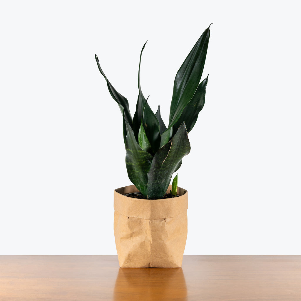 Sansevieria Black Dragon | Low Light Plants & Houseplants for Delivery