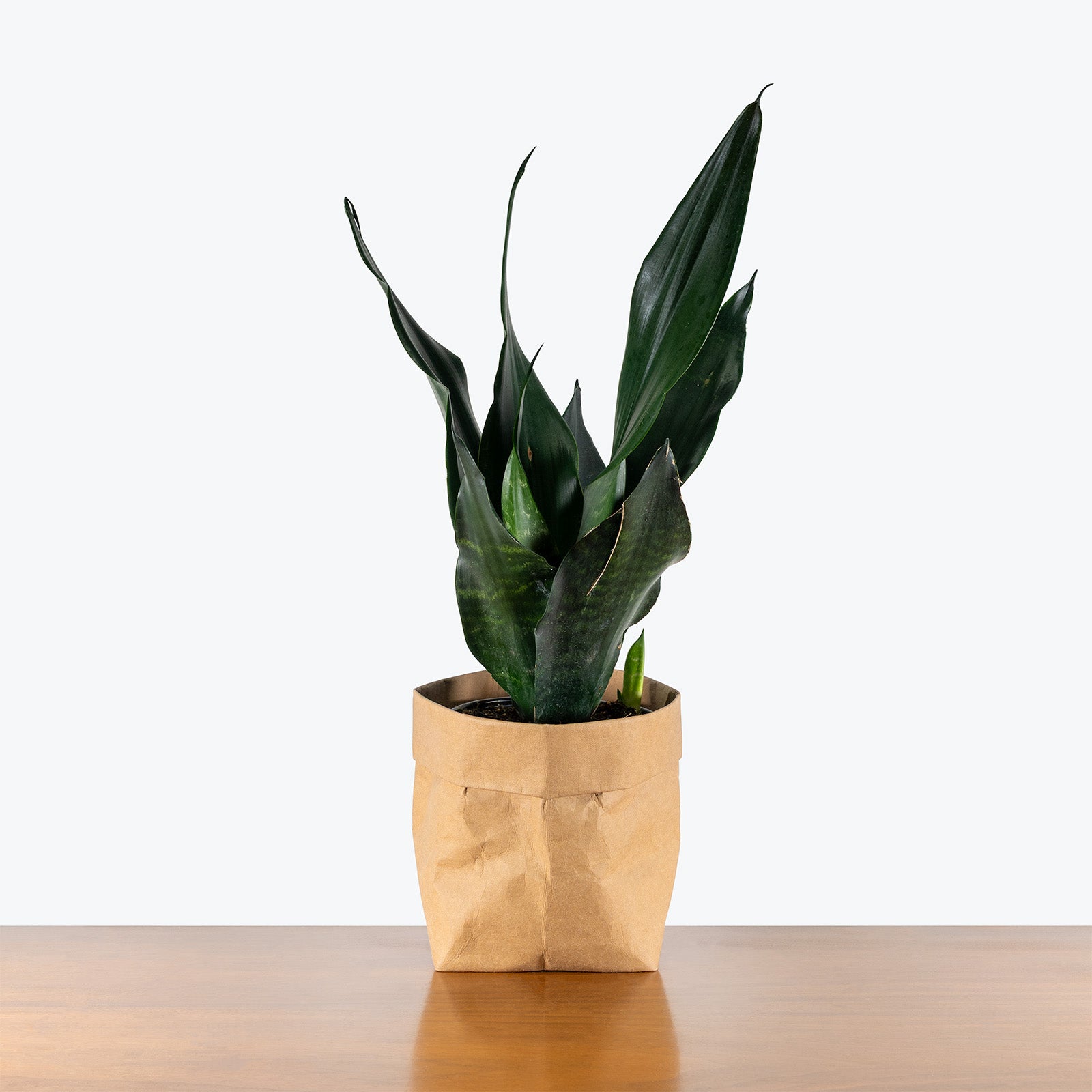 Sansevieria Black Dragon | Low Light Plants & Houseplants for Delivery | Care Guide and Pro Tips