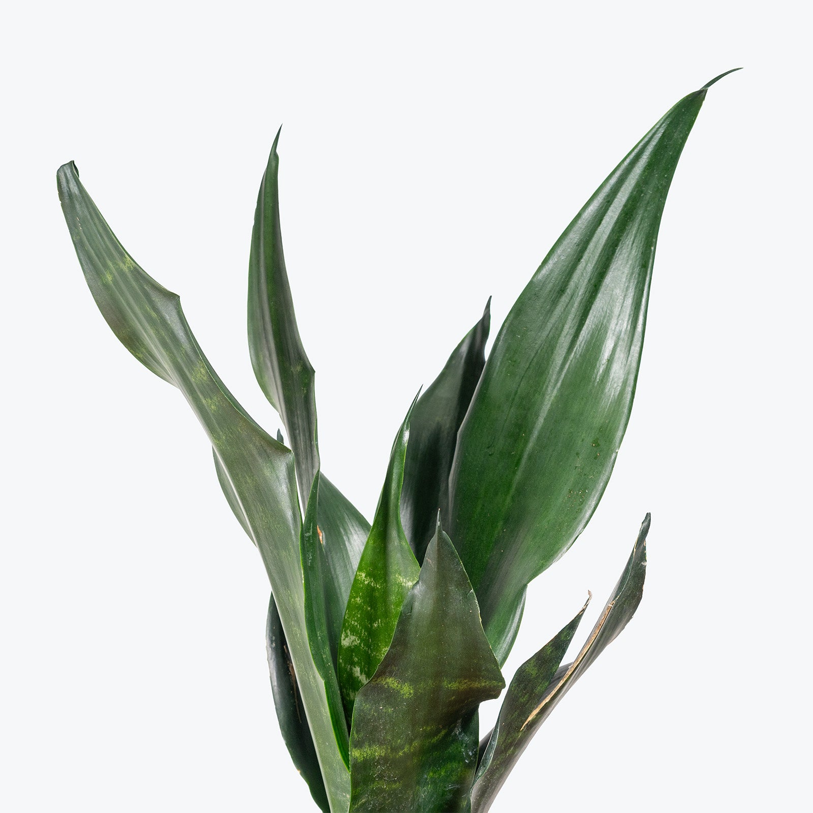 Sansevieria Black Dragon | Low Light Plants & Houseplants for Delivery | Care Guide and Pro Tips